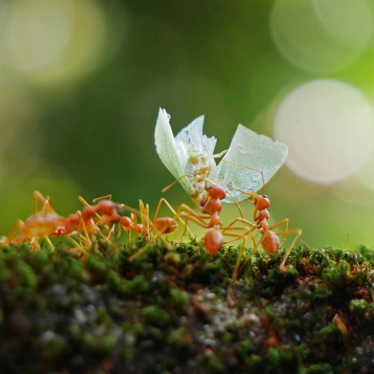 Can Chickens Eat Potato Peels? (Yes, Only If..) - Chicken & Chicks Info