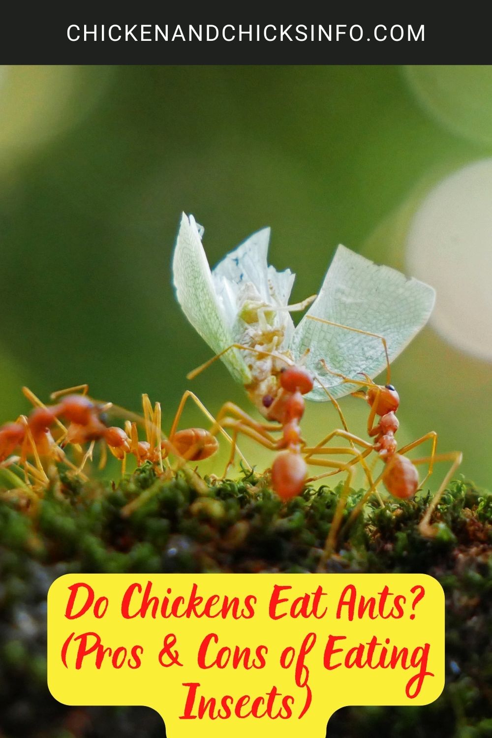 Do Chickens Eat Ants? (Pros & Cons of Eating Insects) poster.
