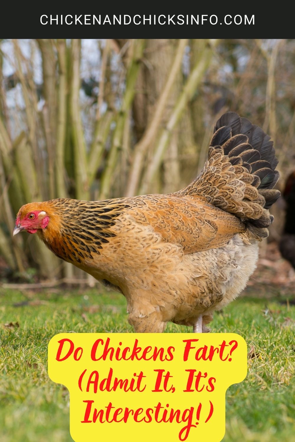 Do Chickens Fart? (Admit It, It's Interesting!) poster.
