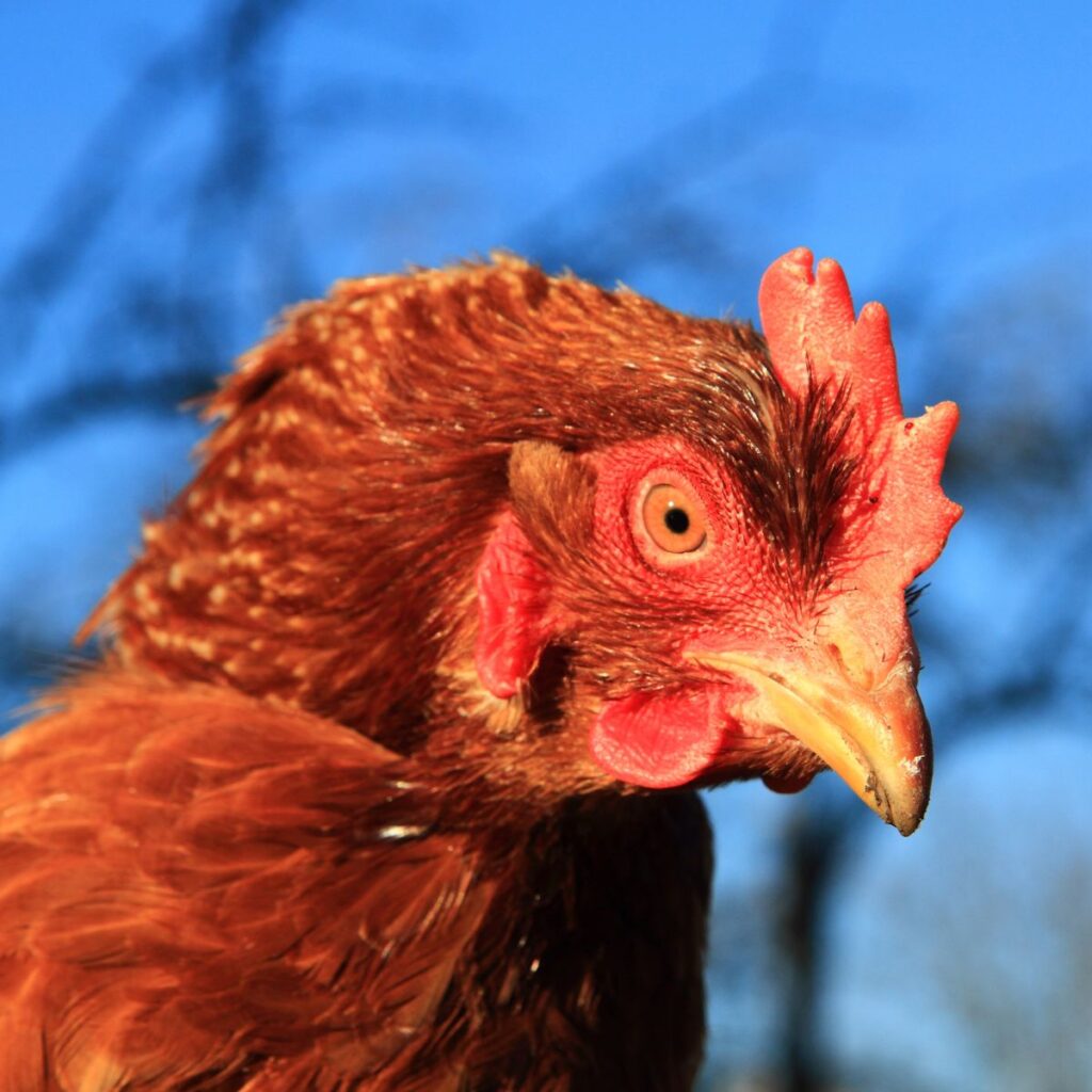 Chicken Behavior Before Laying First Egg: Signs to Look For - Chicken ...