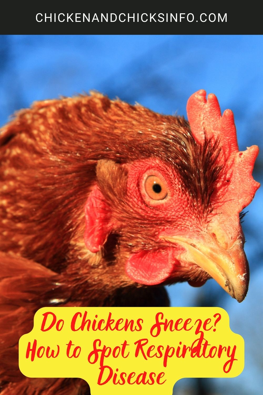 Do Chickens Sneeze? How to Spot Respiratory Disease poster.
