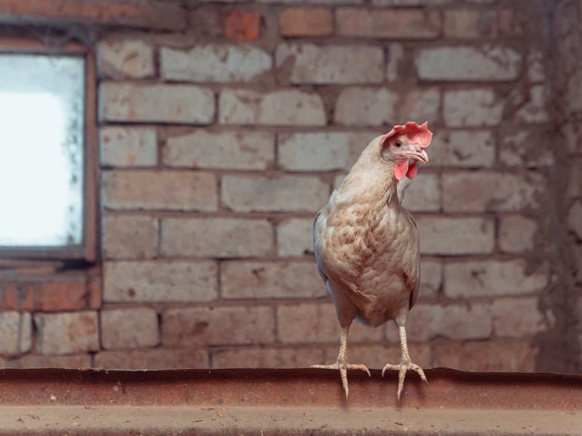 Brown chicken with a flopped comb.
