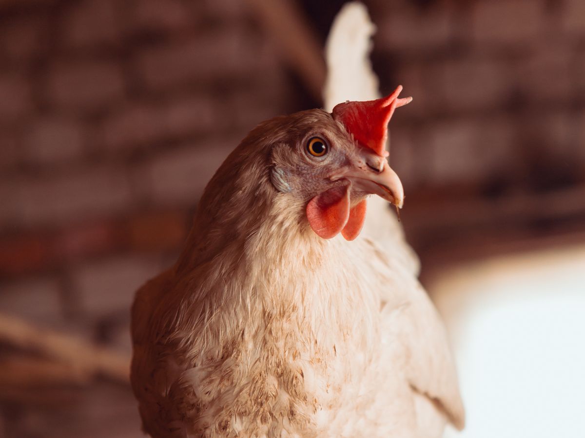 Brown chicken with a flopped comb.
