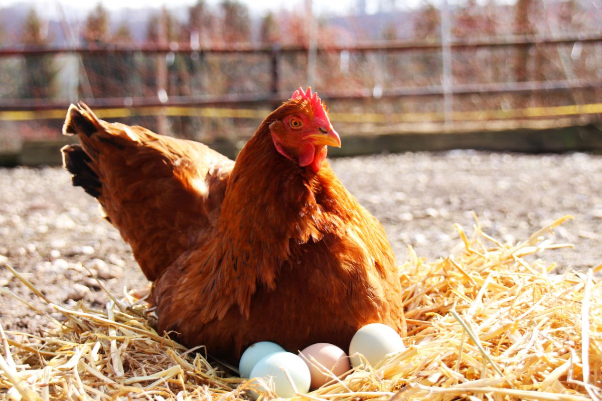 Brown hen sitting on her eggs in a nest.
