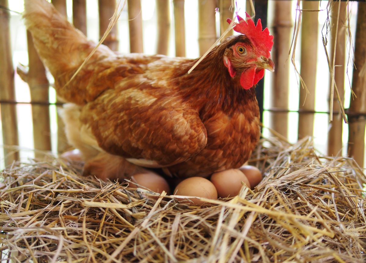 Brown hen sitting on her eggs in a nest.
