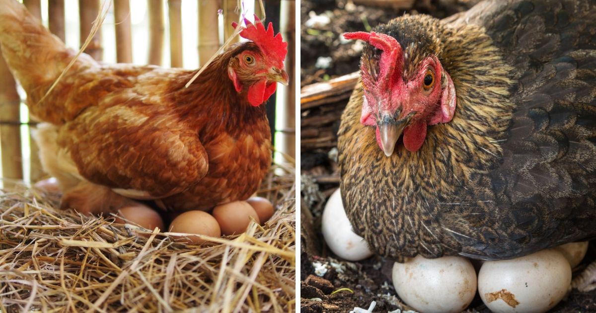 How Long Do Chickens Sit on Eggs? Chicken & Chicks Info