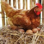 Brown hen sitting on her eggs.