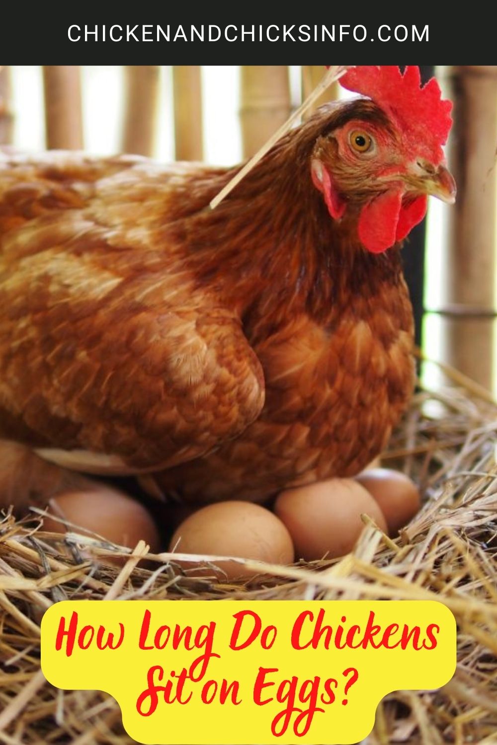 How Long Do Chickens Sit on Eggs? poster.
