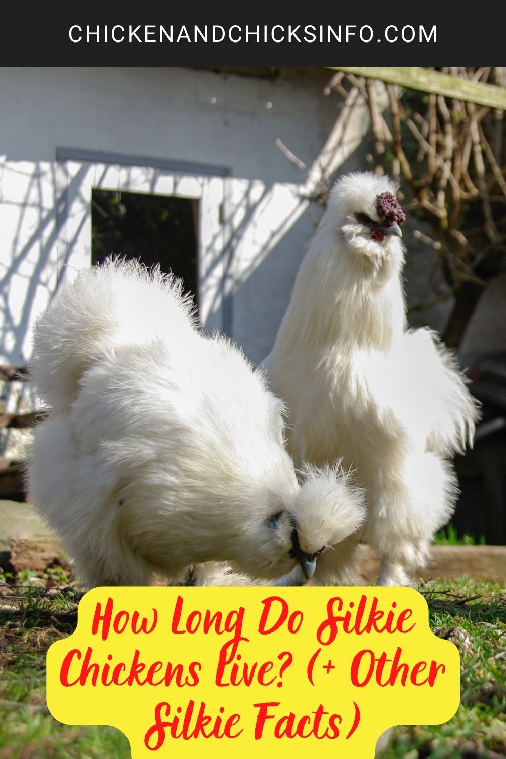 How Long Do Silkie Chickens Live? (+ Other Silkie Facts) poster.
