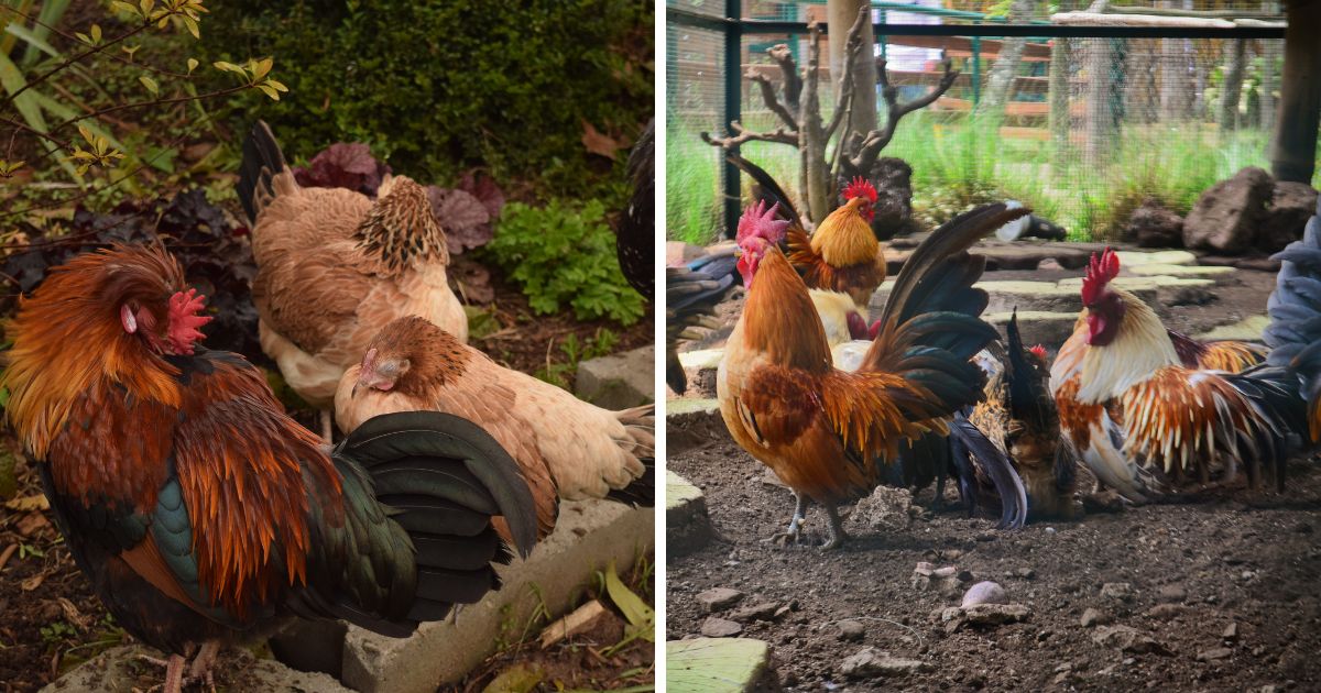 How Often Do Chickens Poop? (An Important Q&A!) Chicken & Chicks Info