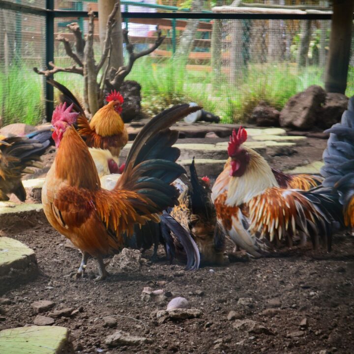 Chicken Comb Flopped Over? (My Story and Solution) Chicken & Chicks Info