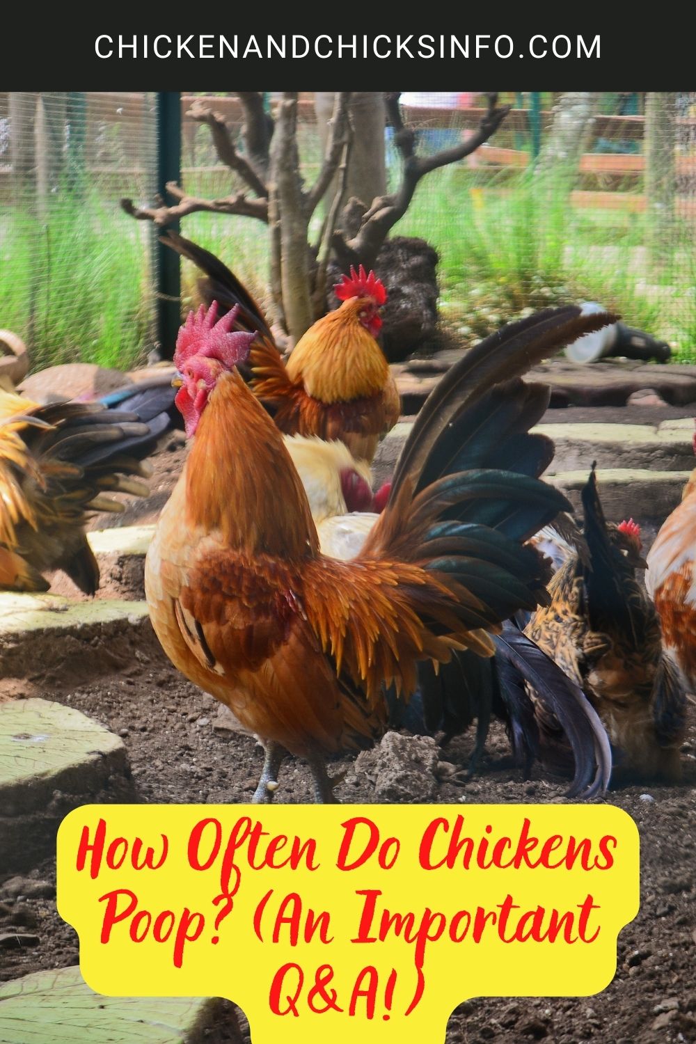 How Often Do Chickens Poop? (An Important Q&A!) poster.
