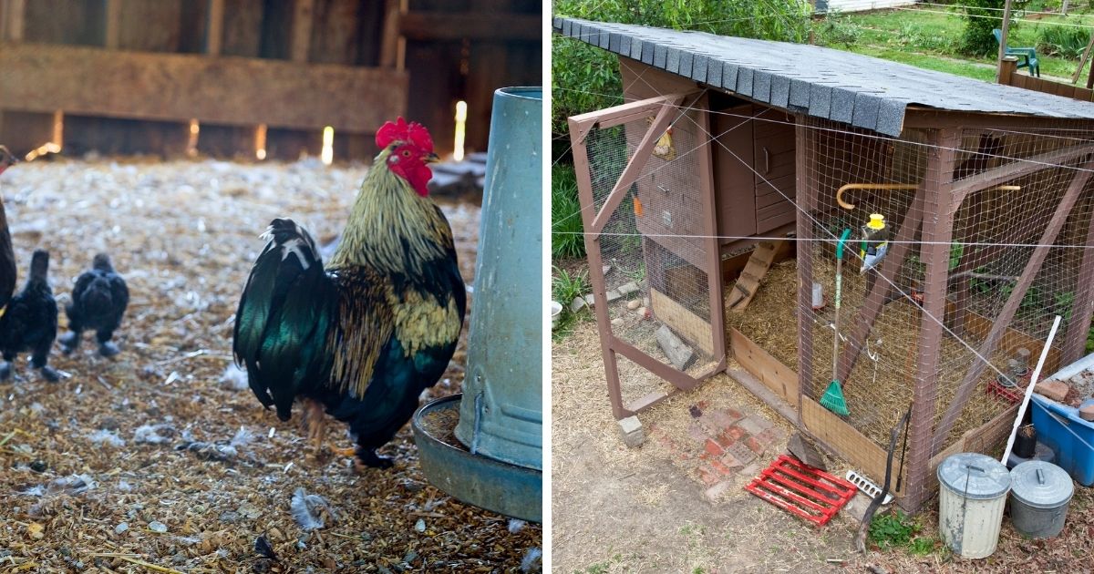 How Often to Change Chicken Bedding? (Best Practices) Chicken