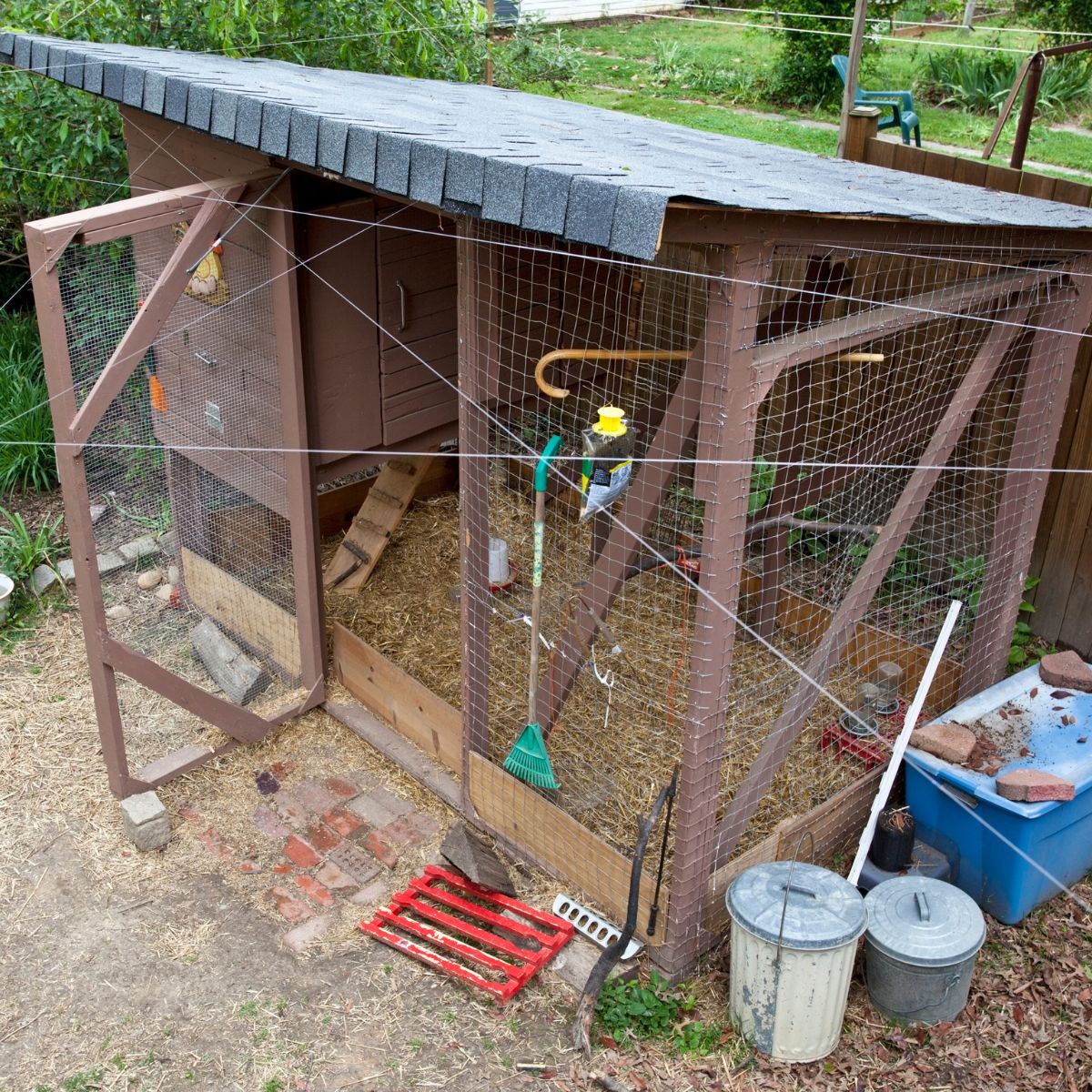 How Often Do Chickens Poop? (An Important Q&A!) Chicken & Chicks Info