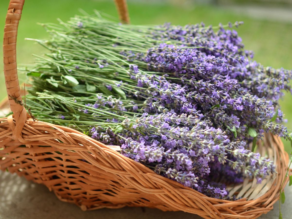 Wooden basket full of lavender stalks with flowers.