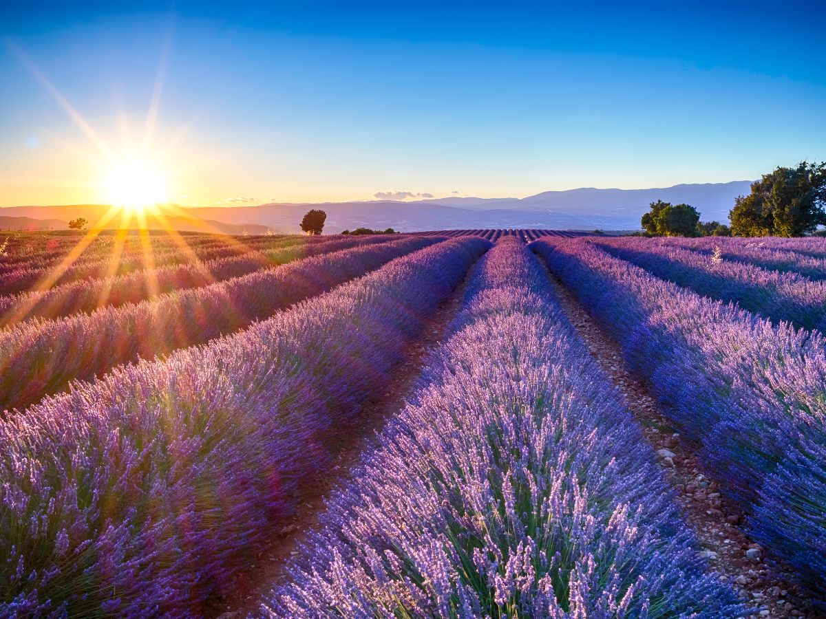 Rows of blooming lavender on a field on a sunny day.