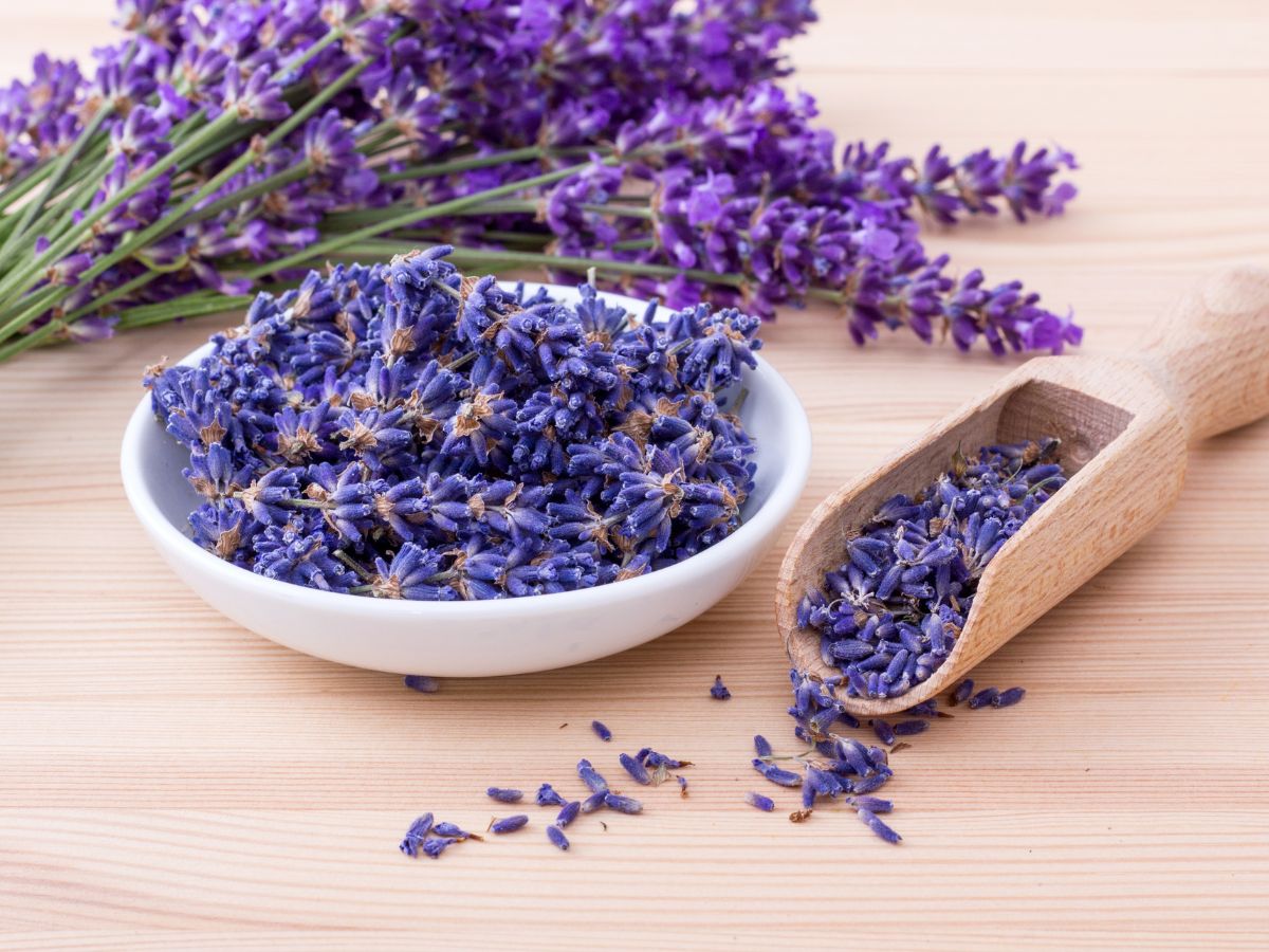 Lavender flowers in a bowl and in a spatula with stalks with flowers on a table.