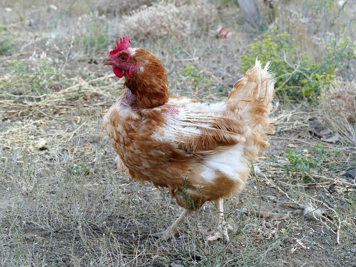 Old chicken wandering in a backyard.