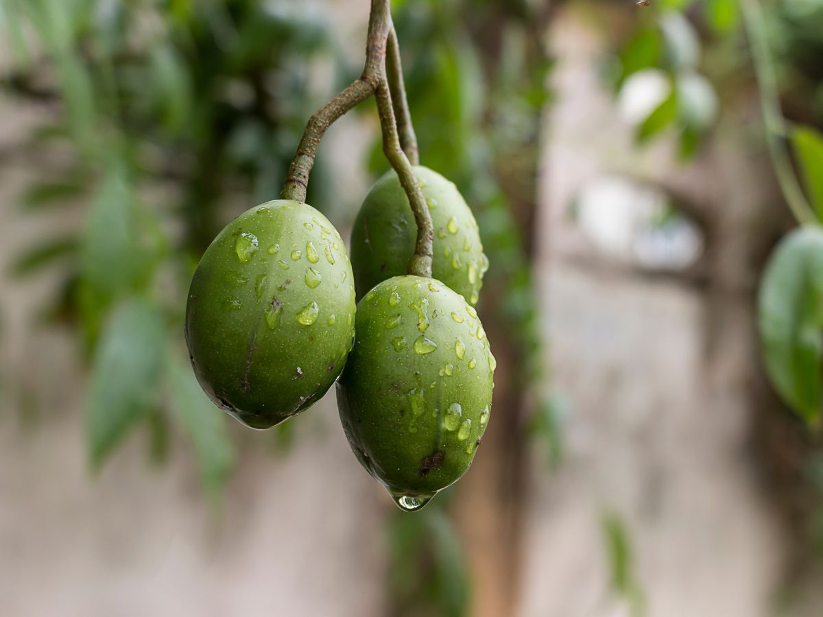 Three olives with raindrops hanging from a branch