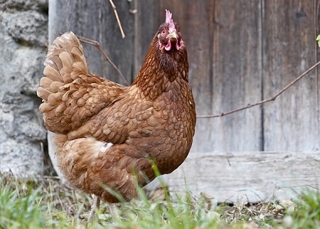reasons why chickens stop laying eggs age
