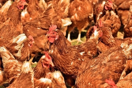 reasons why chickens stop laying eggs stress