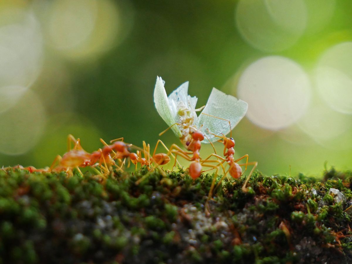 Bunch of red ants on a meadow close-up.