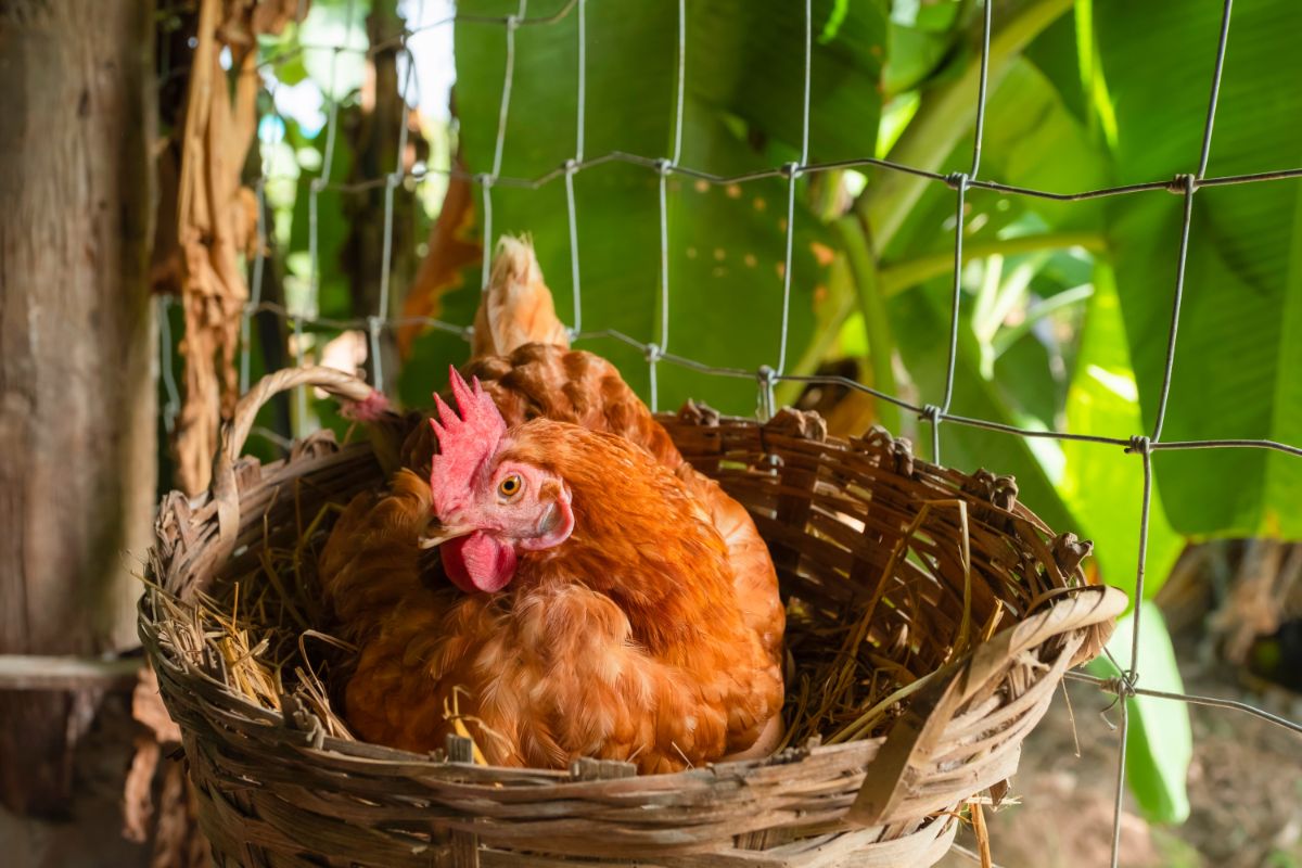 Rhode island red chicken lay an egg in a nest.