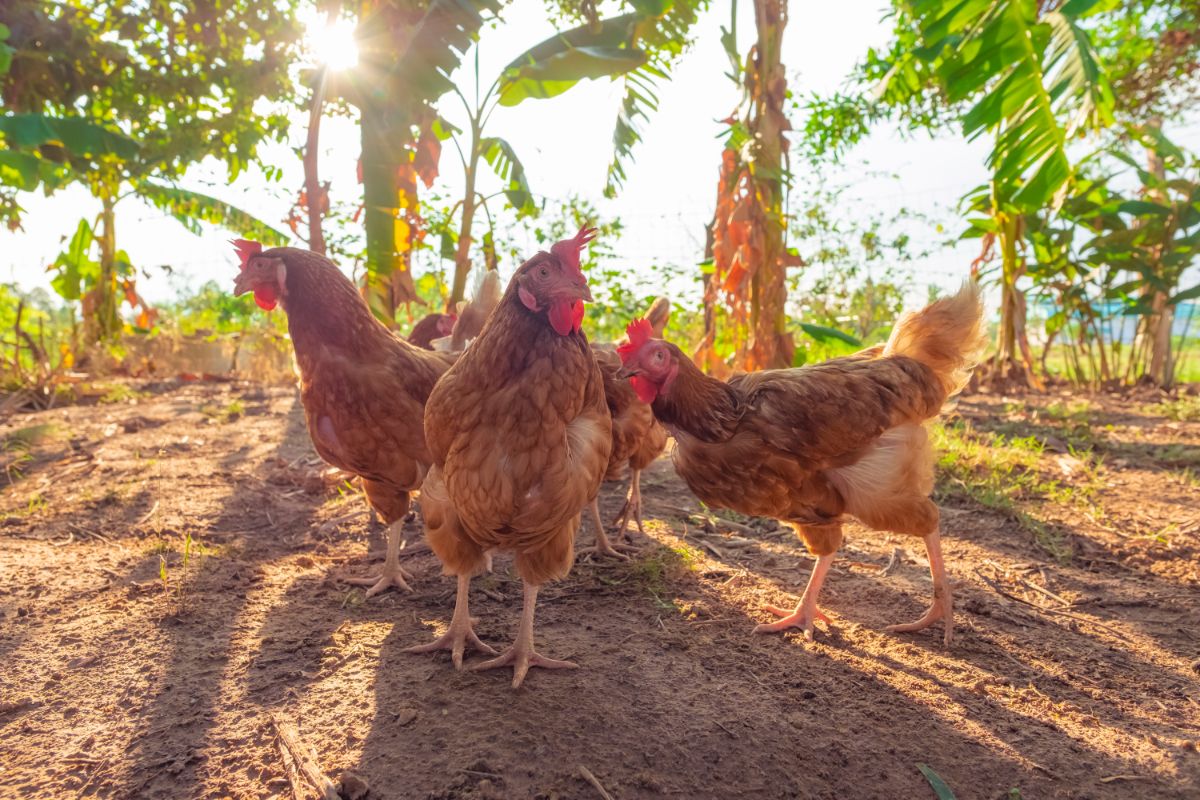 Bunch of Rhode island red chickens in a backyard.
