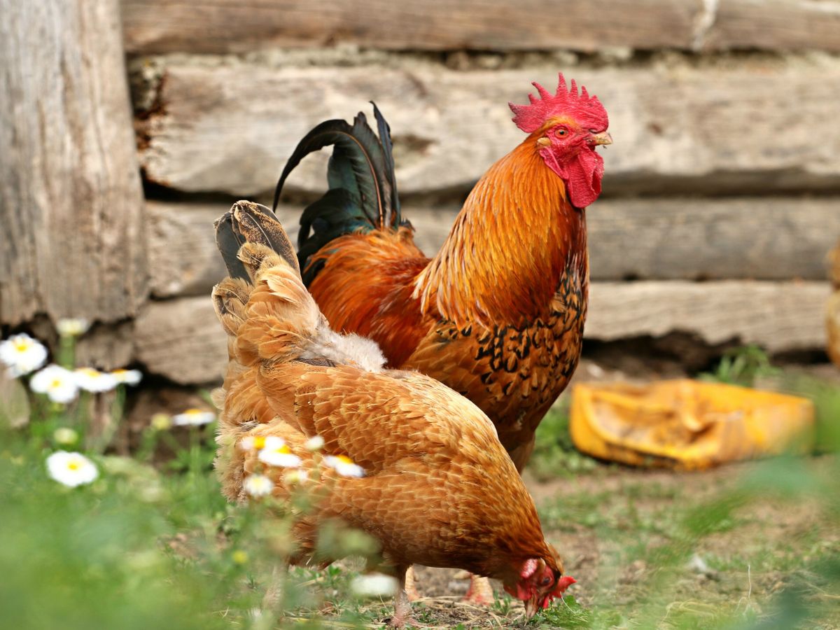 Colorful rooster with a brown chicken in the backyard.