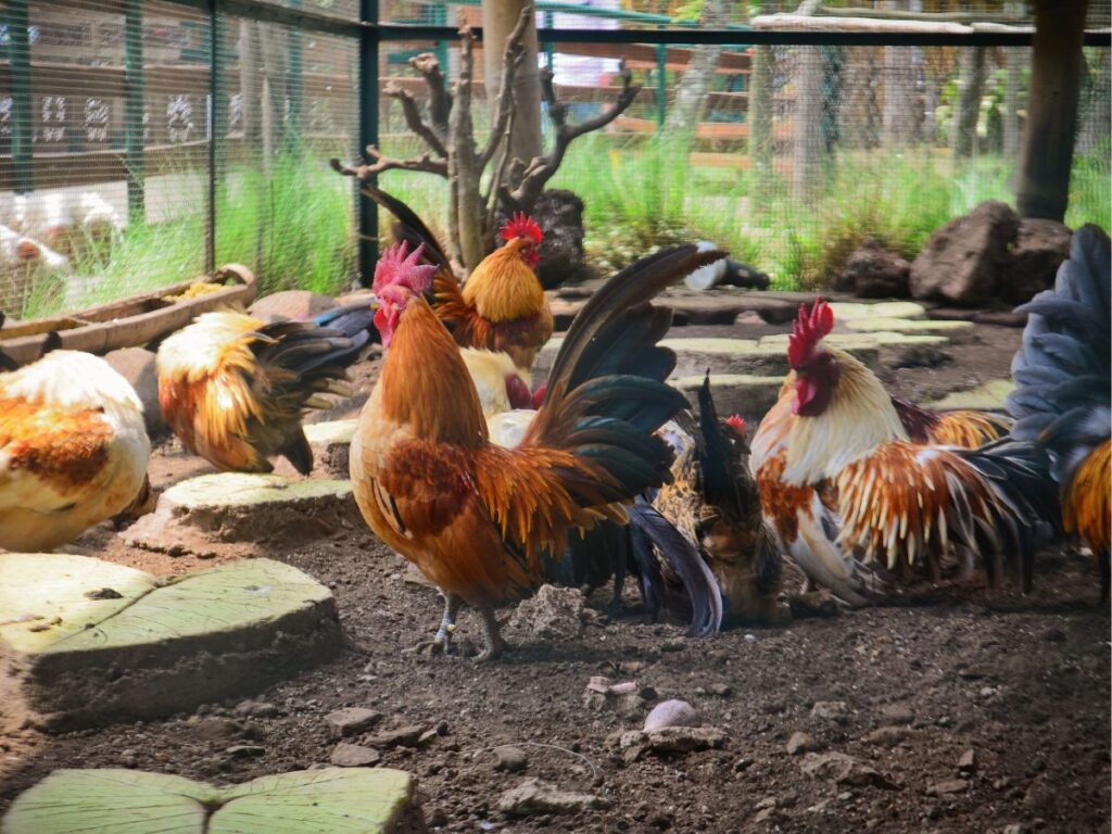How Often Do Chickens Poop? (An Important Q&A!) Chicken & Chicks Info