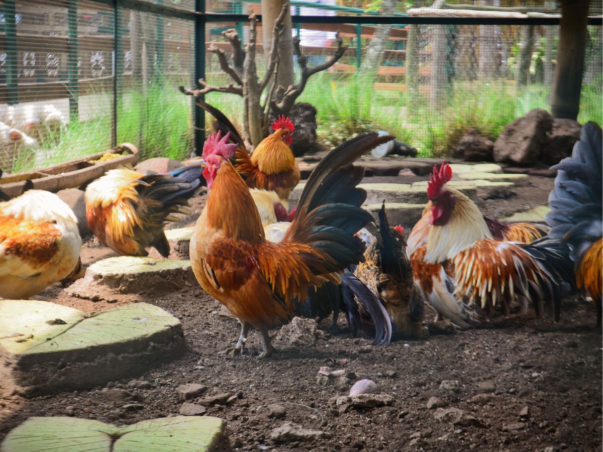 Roosters and chickens in a seethrough coop.
