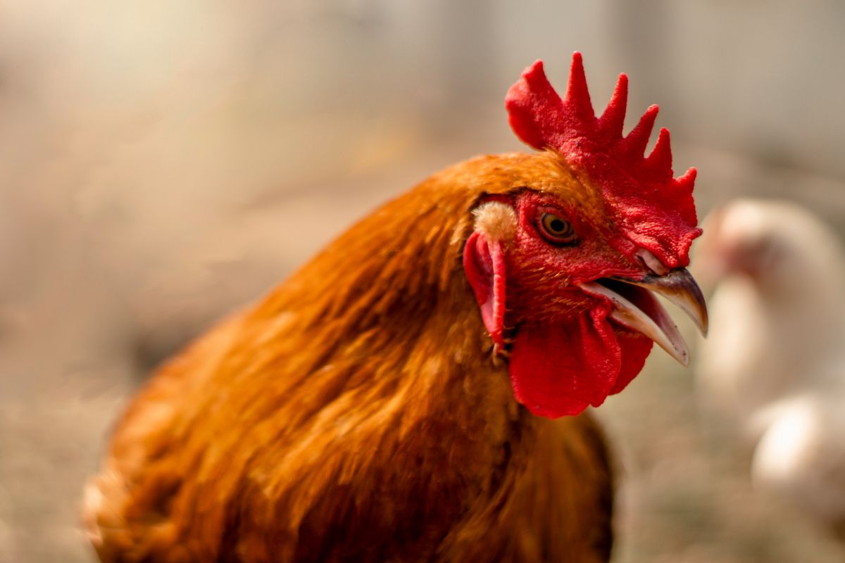 Brown rooster with an open mouth.