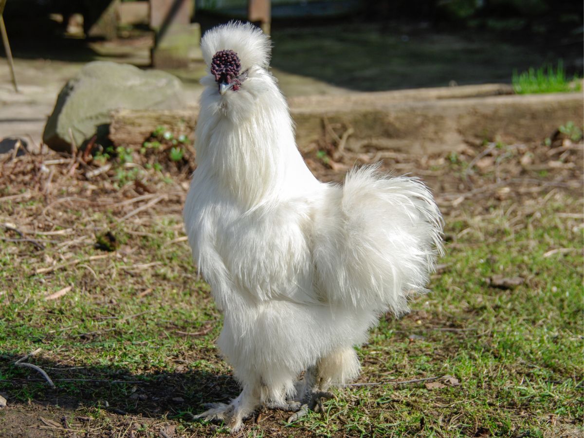 White silkie chicken on a backyard.