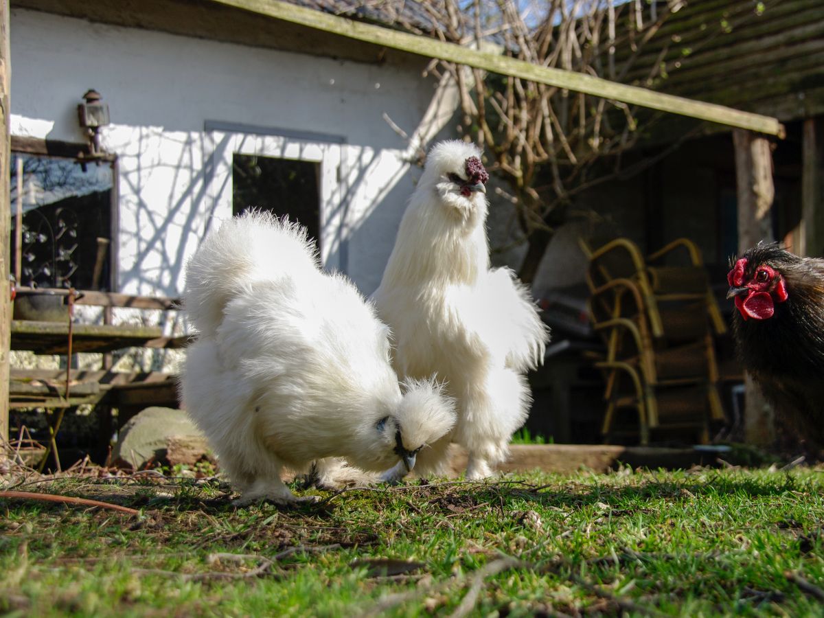 Two white silkie chickens on a backyard.

