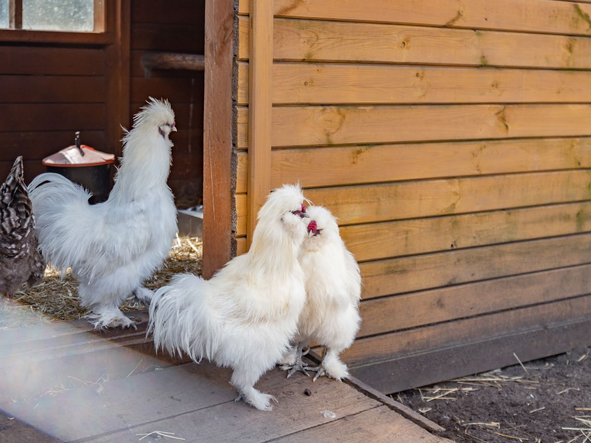 Three shite silkie chickens in front of a wooden coop.