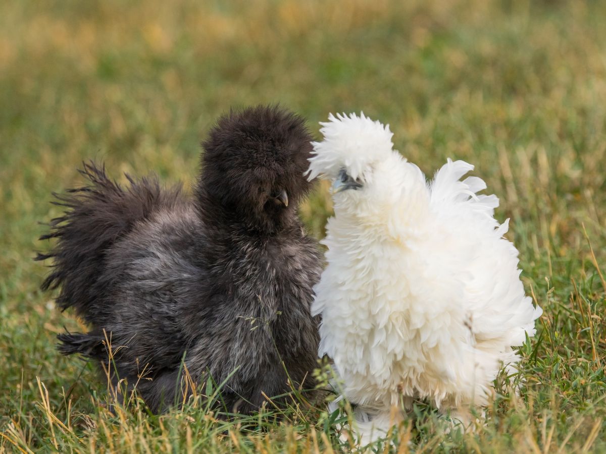 Black and white silkie chickens on pasture.