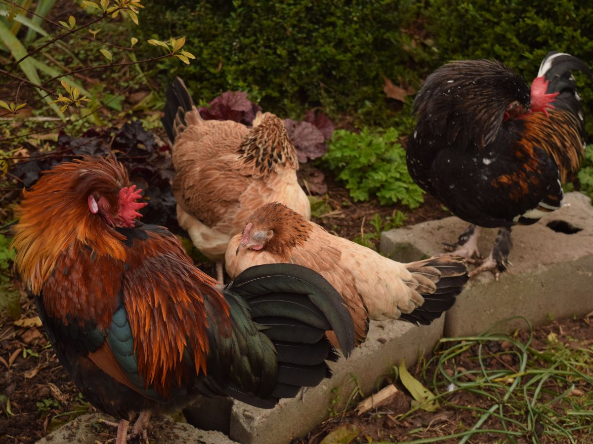 Bunch of chickens and a rooster sleeping outdoors.