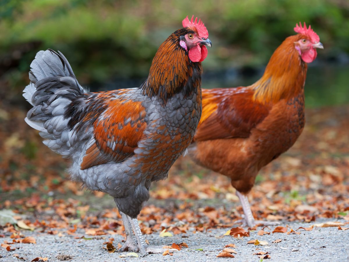 Two beautiful chickens standing in a backyard.