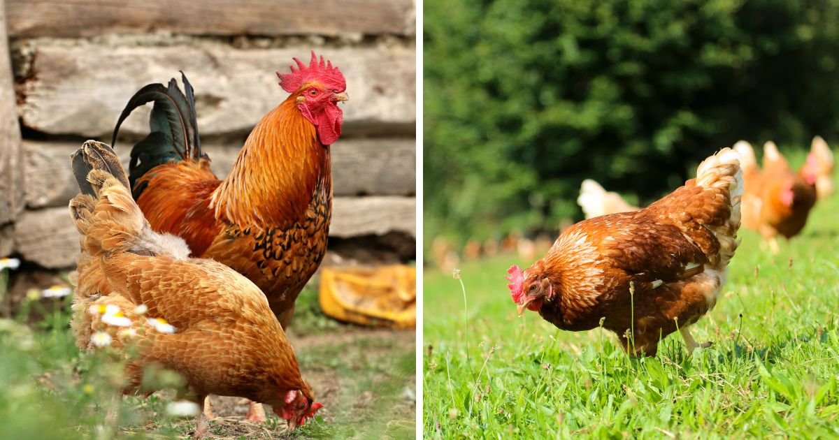 Valbazen for Chickens: Safe and Effective Dewormer - Chicken & Chicks Info