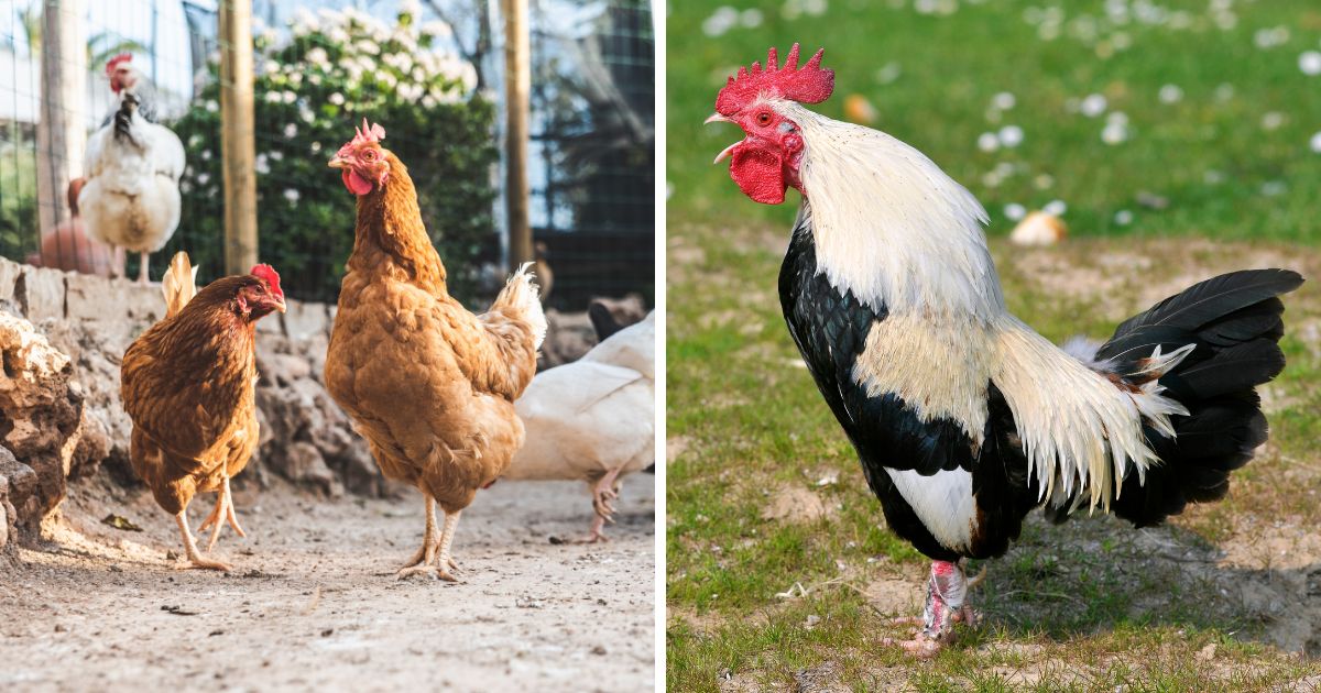 What Sounds Do Chickens Make? (With Videos and Examples) Chicken & Chicks Info