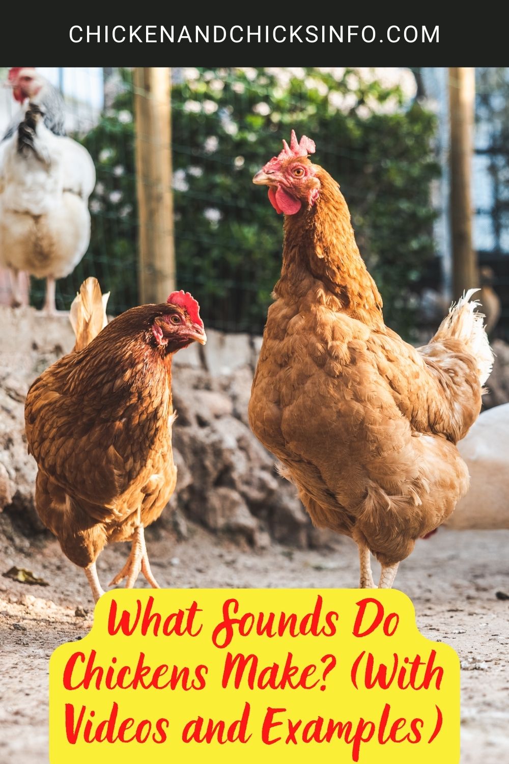 What Sounds Do Chickens Make? (With Videos and Examples) poster.
