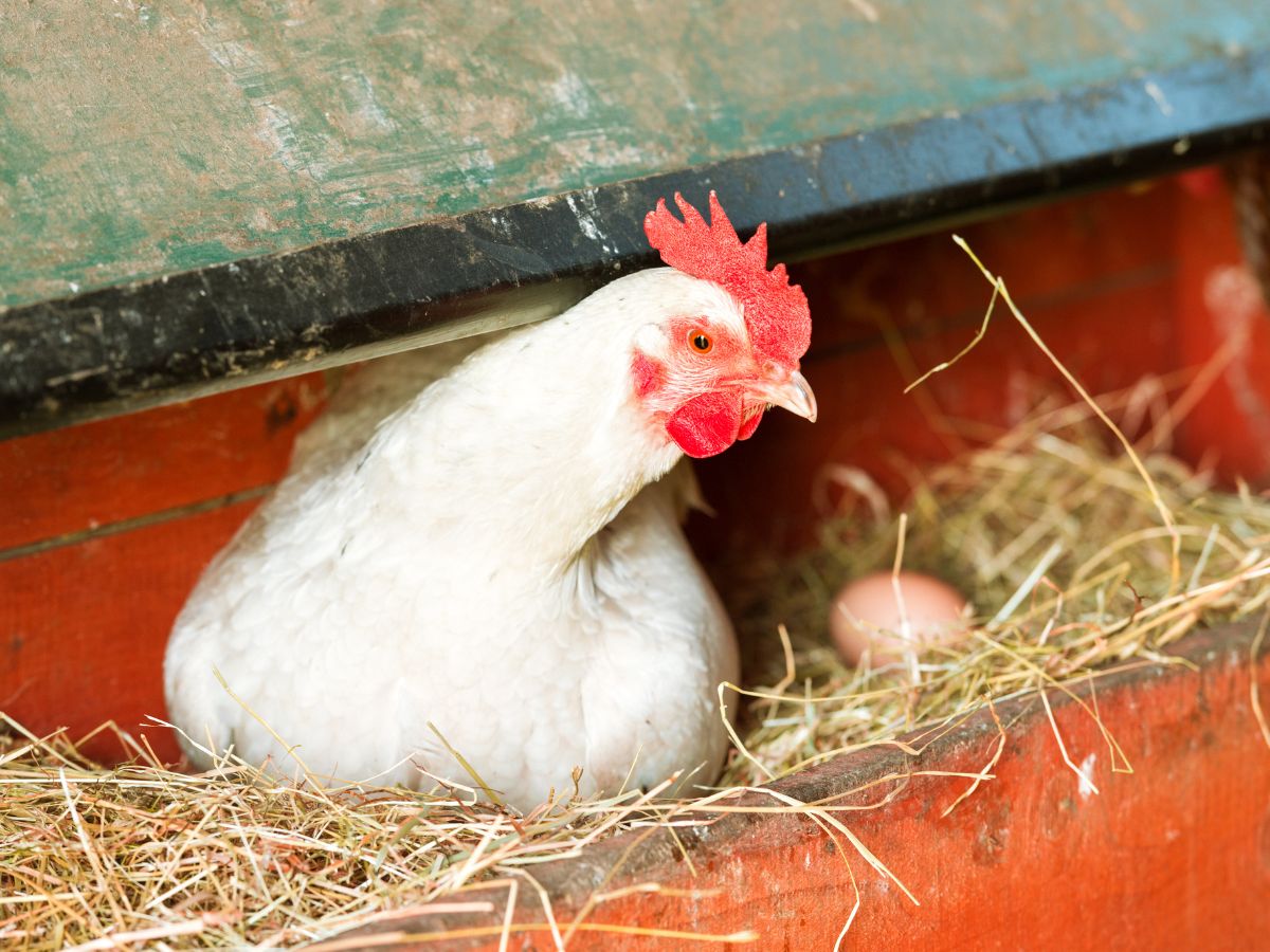 White chicken lays an egg in a nest.