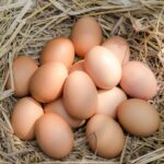 Fresh organic chicken eggs in a nest.