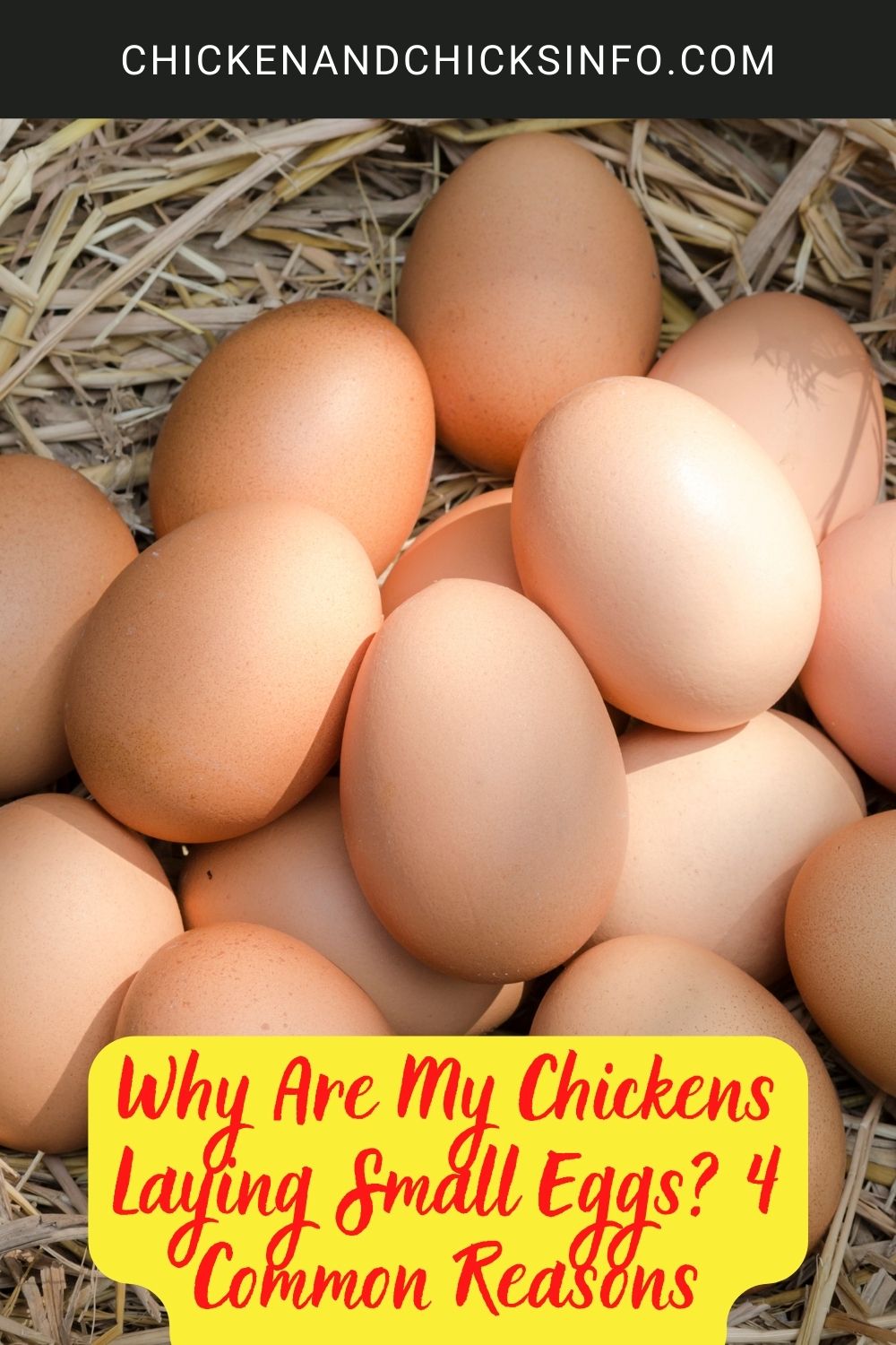 Why Are My Chickens Laying Small Eggs? 4 Common Reasons poster.
