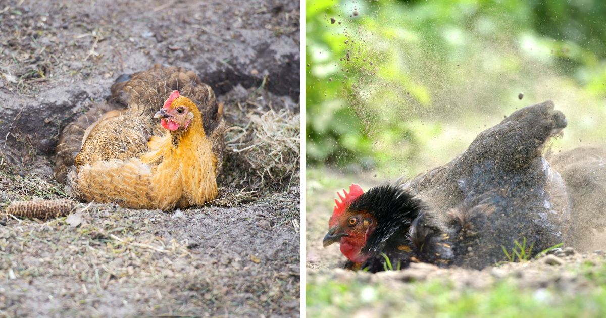 Why Do Chickens Roll in Dirt? (Dust Baths Explained) Chicken & Chicks Info
