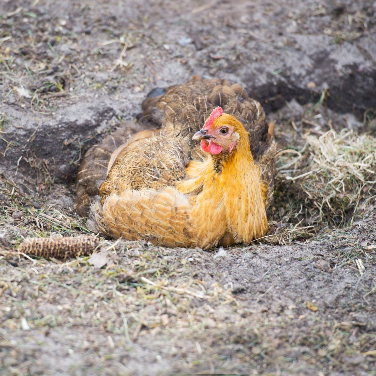 Do Chickens Eat Ants? (Pros & Cons of Eating Insects) Chicken