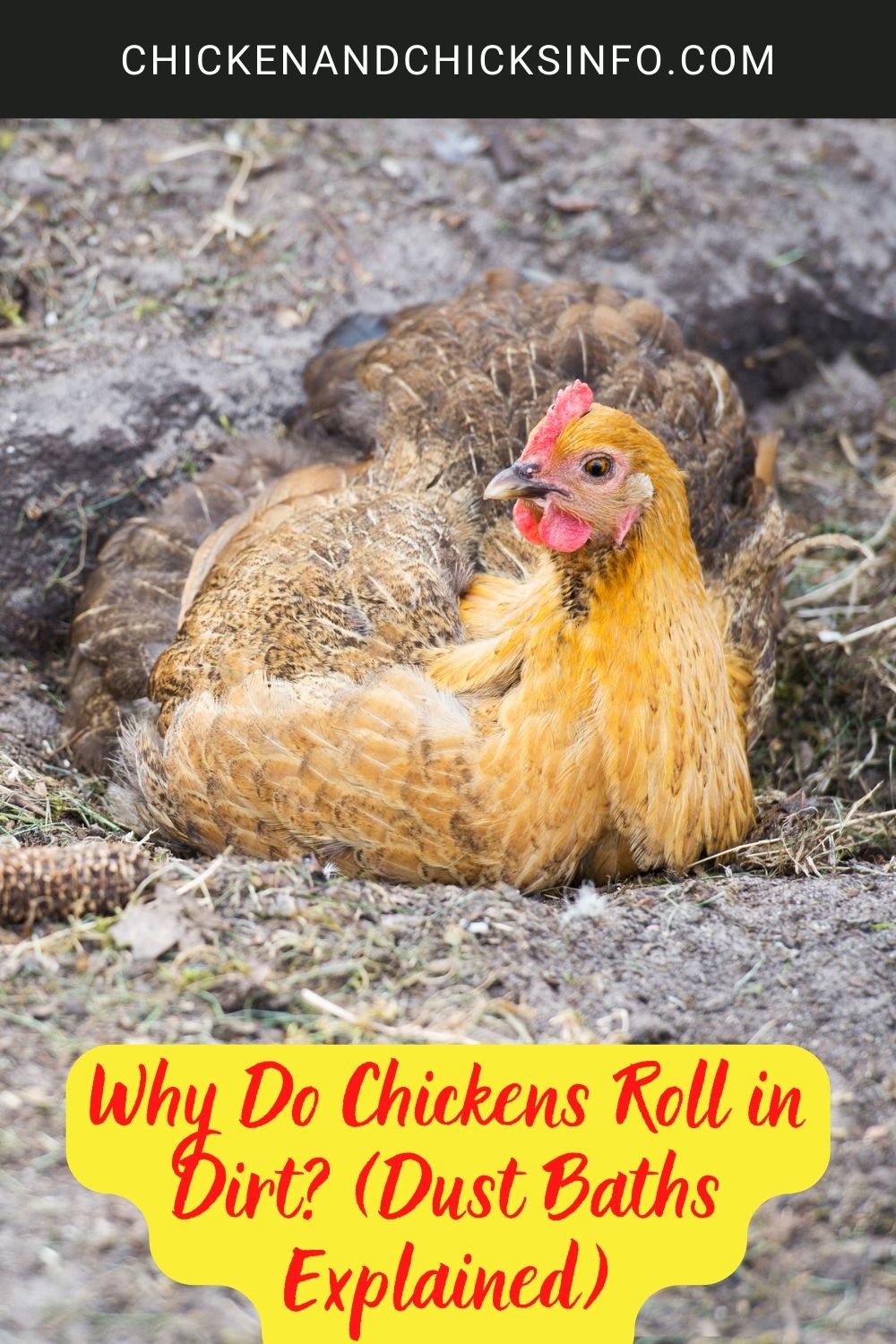 Why Do Chickens Roll in Dirt? (Dust Baths Explained) poster.
