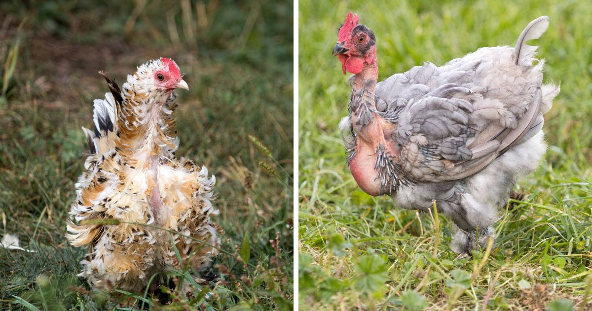 5 High Protein Foods for Molting Chickens + Tips & Info Chicken