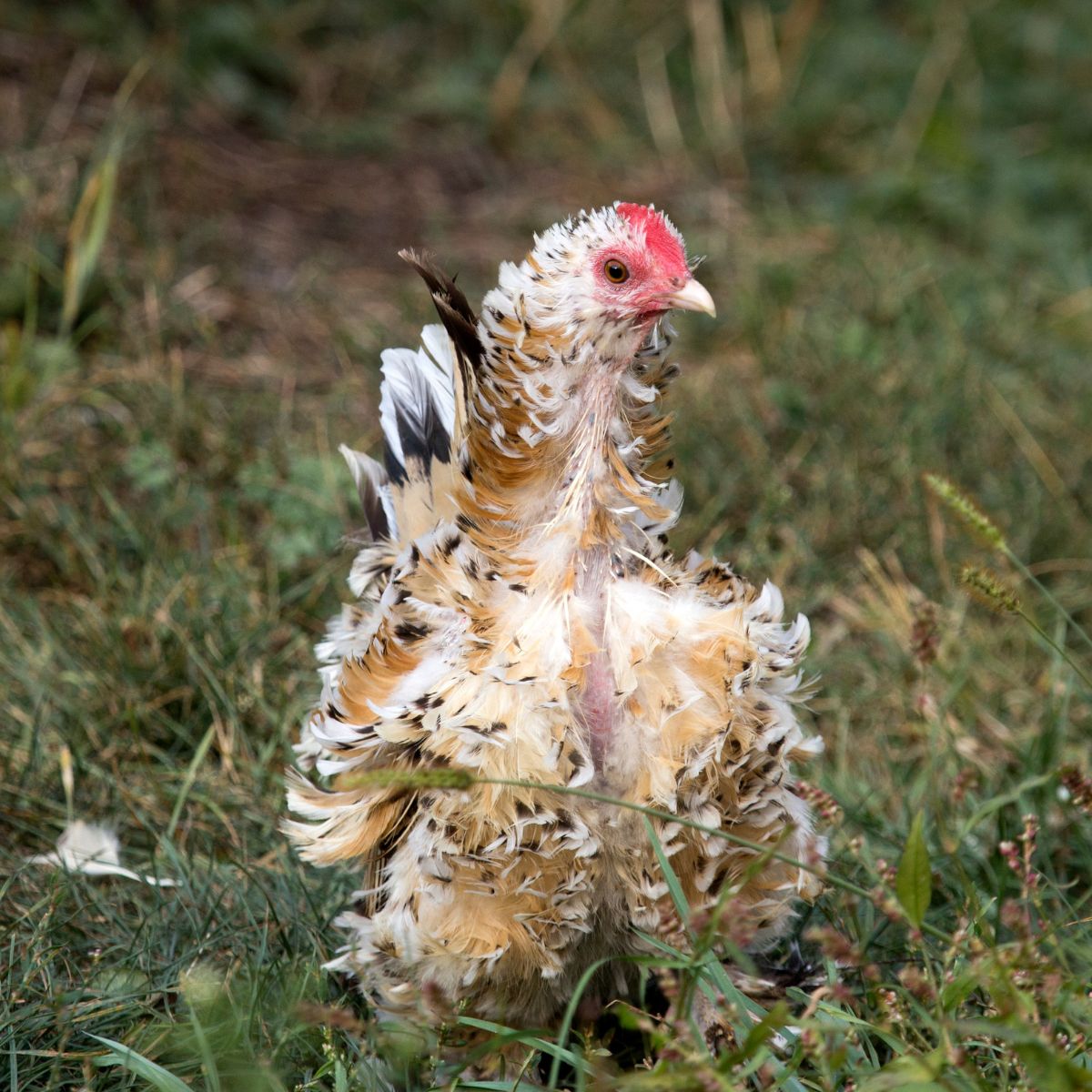 Can Chickens Eat Lentils? (+ How to Sprout Them) - Chicken & Chicks Info