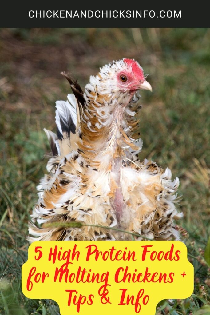 5 High Protein Foods for Molting Chickens + Tips & Info Chicken & Chicks Info